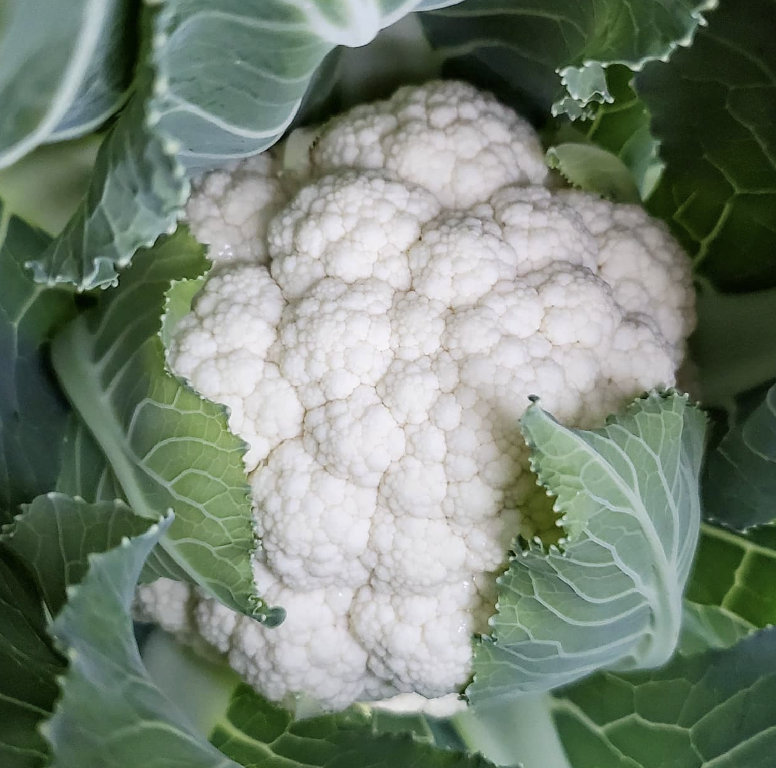 Snowball Y Improved, Cauliflower Seeds Urban Farmer